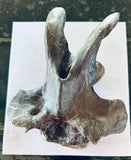 Anzu Wyliei Cervical Vertebrae