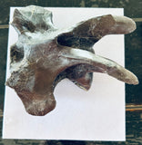 Anzu Wyliei Cervical Vertebrae