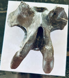 Anzu Wyliei Cervical Vertebrae
