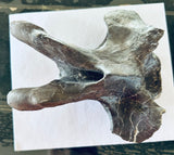 Anzu Wyliei Cervical Vertebrae
