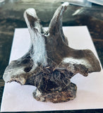 Anzu Wyliei Cervical Vertebrae
