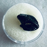 -Juvenile Triceratops Tooth