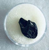 -Juvenile Triceratops Tooth