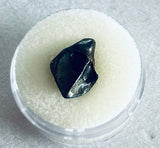 Juvenile Triceratops Tooth