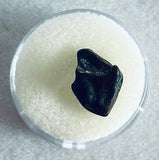 Juvenile Triceratops Tooth