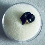 Juvenile Triceratops Tooth