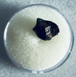 Juvenile Triceratops Tooth