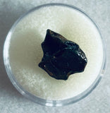 Juvenile Triceratops Tooth