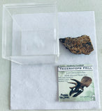 Triceratops Frill Gift Box