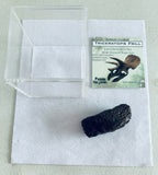 Triceratops Frill Gift Box