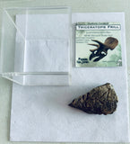 Triceratops Frill Gift Box