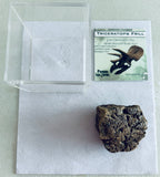 Triceratops Frill Gift Box