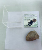 Triceratops Frill Gift Box