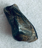 -Hadrosaur Tooth