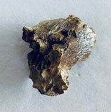 Tyrannosaurus Rex Bone Fragment