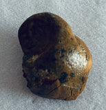 Fossilized Dinosaur Coprolite - Poop
