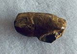 Fossilized Dinosaur Coprolite - Poop