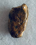 Fossilized Dinosaur Coprolite - Poop
