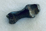 Unidentified Fossilized Digit