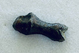 Unidentified Fossilized Digit