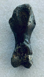 Unidentified Fossilized Digit