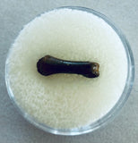 Unidentified Fossilized Digit