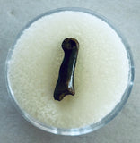 Unidentified Fossilized Digit