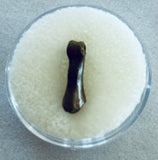 Unidentified Fossilized Digit