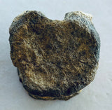 Unidentified Fossilized Vertebrae