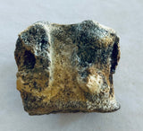 Unidentified Fossilized Vertebrae