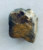 Unidentified Fossilized Vertebrae
