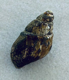 Fossilized Spiral Shell