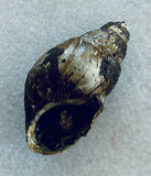 Fossilized Spiral Shell