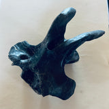Anzu Wyliei Cervical Vertebrae
