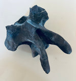 Anzu Wyliei Cervical Vertebrae
