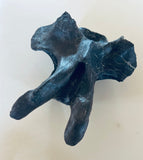 Anzu Wyliei Cervical Vertebrae