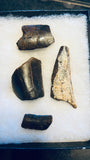 Tyrannosaurus Rex Tooth Fragments