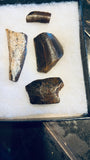 Tyrannosaurus Rex Tooth Fragments
