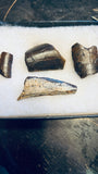Tyrannosaurus Rex Tooth Fragments