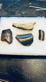 Tyrannosaurus Rex Tooth Fragments