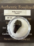 Ankylosaurus Tooth