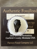 Ankylosaurus Tooth