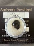 Ankylosaurus Tooth