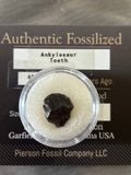 Ankylosaurus Tooth