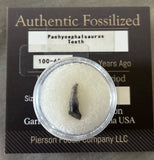 Pachycephalosaurus Tooth