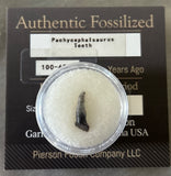 Pachycephalosaurus Tooth