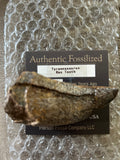 Tyrannosaurus Rex Tooth
