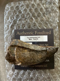 Tyrannosaurus Rex Tooth