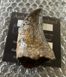 Tyrannosaurus Rex Tooth