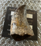 Tyrannosaurus Rex Tooth